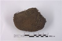 藏品(叢苔科)的圖片